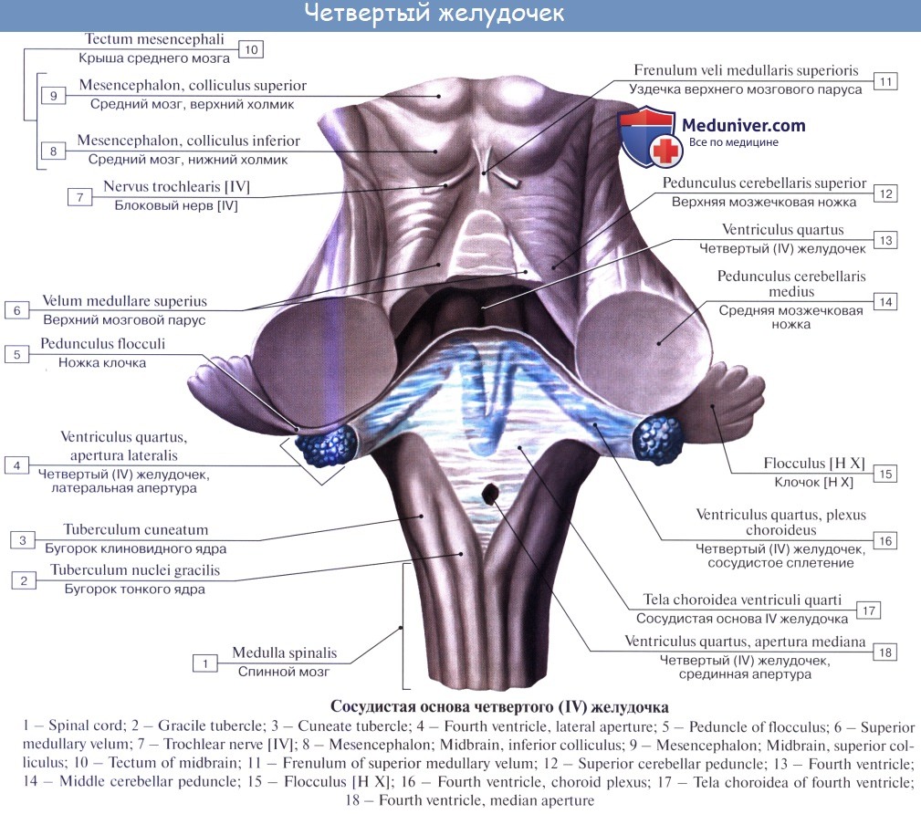 Анатомия: Четвертый (IV, 4) желудочек, ventriculus qudratus. Стенки,  топография четвертого желудочка. Строение четвертого желудочка