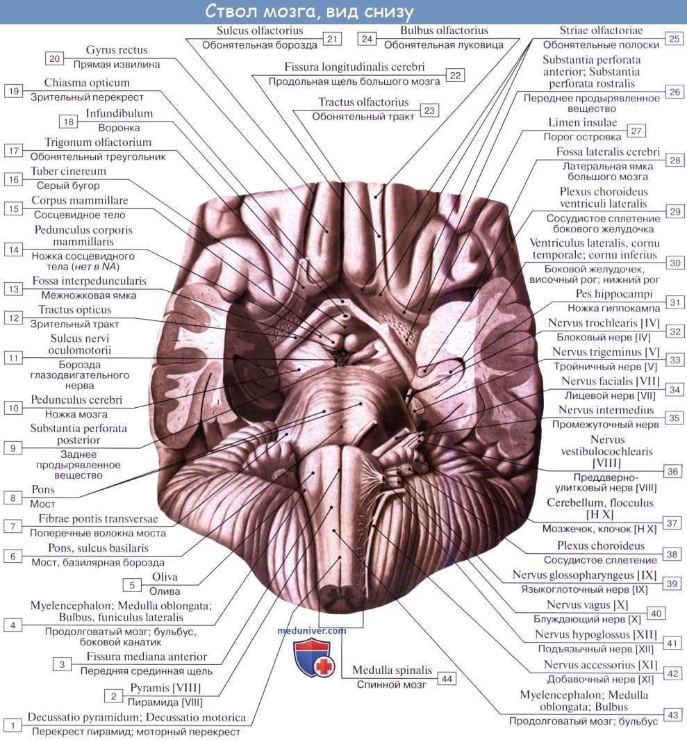 Анатомия: Передний мозг, prosencephalon