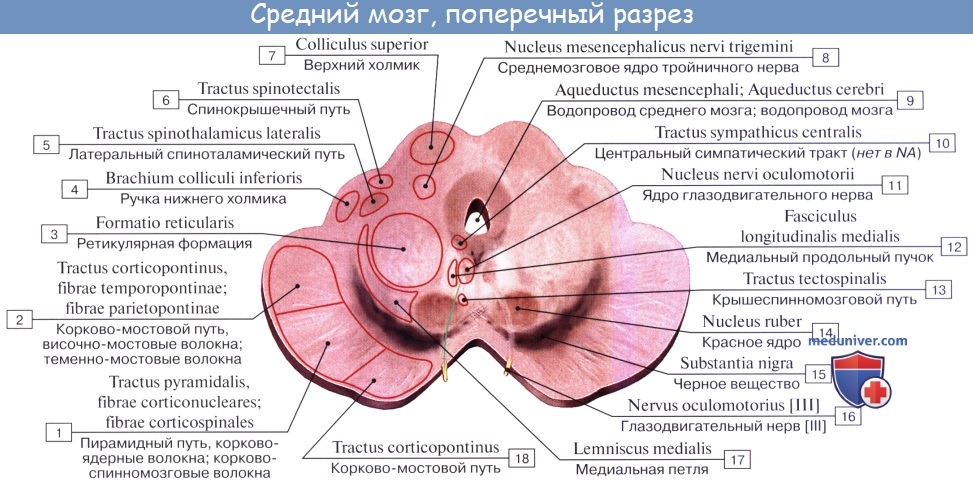 Анатомия: Средний мозг, mesencephalon. Строение среднего мозга. Топография среднего мозга