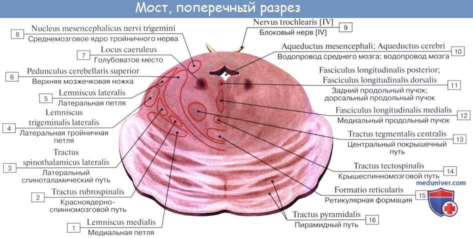 Анатомия: Задний   мозг, metencephalon. Мост, pons