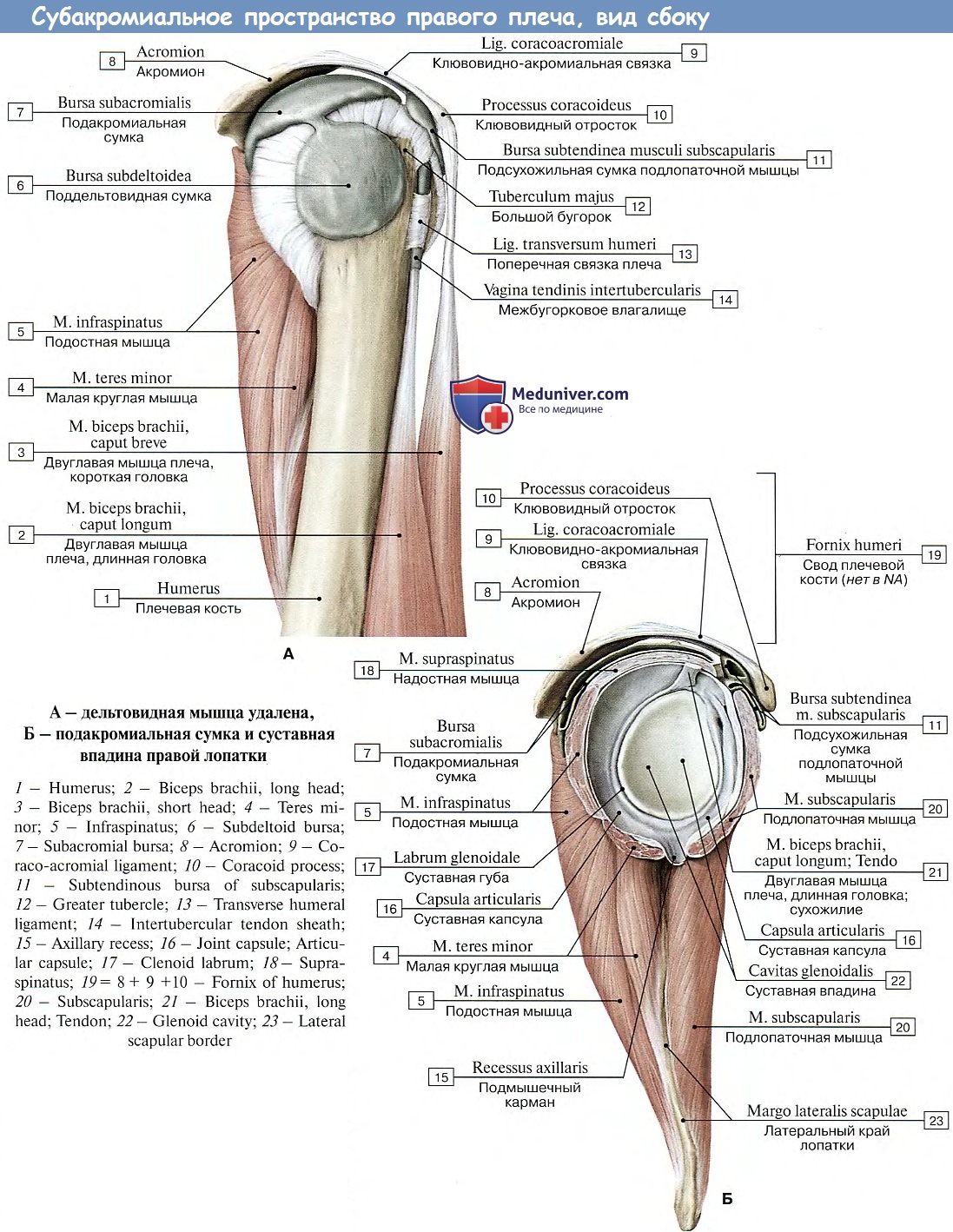 Суставы и мышцы плечевого сустава анатомия