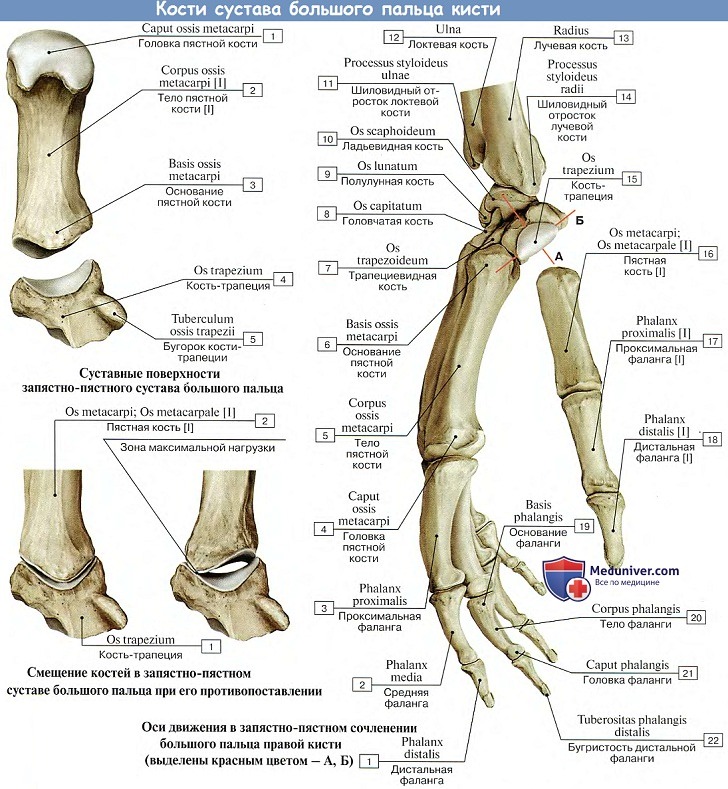 Анатомия: Кости сустава большого пальца кисти