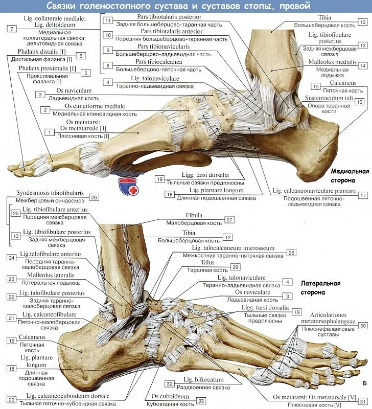 Анатомия: Связки голеностопного сустава и суставов стопы