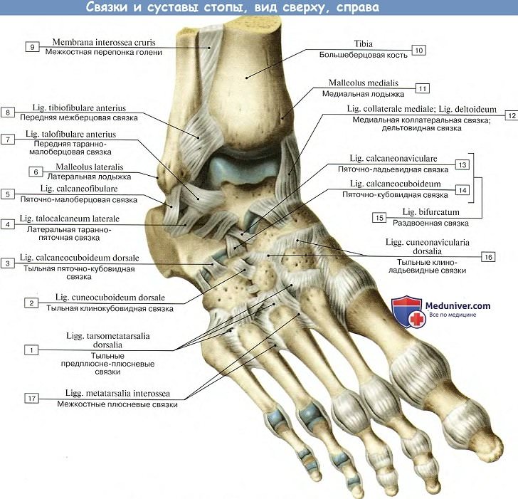 Анатомия: Связки голеностопного сустава и суставов стопы