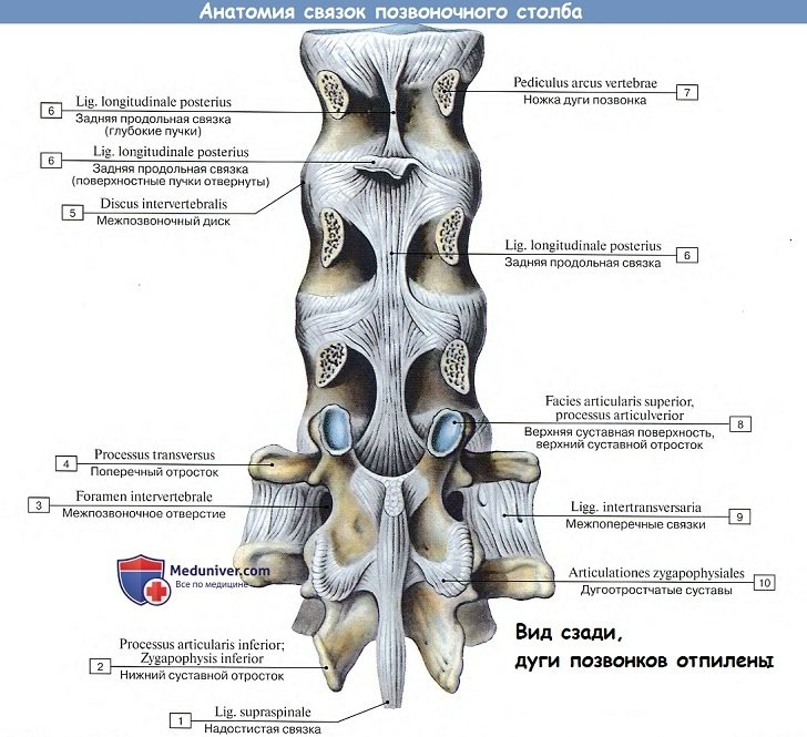 Анатомия: Связки позвоночного столба
