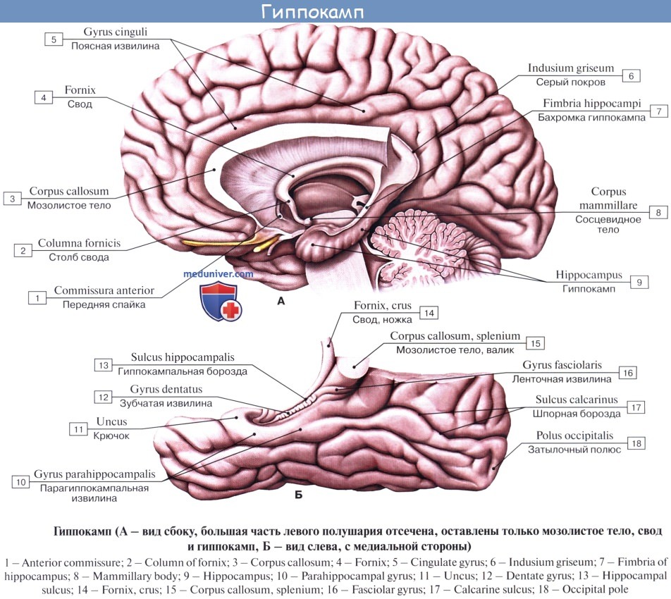 Серый мозг латынь. Гиппокамп головного мозга анатомия. Гиппокампальная извилина анатомия. Гиппокамп анатомия строение. Строение мозга человека гиппокамп.