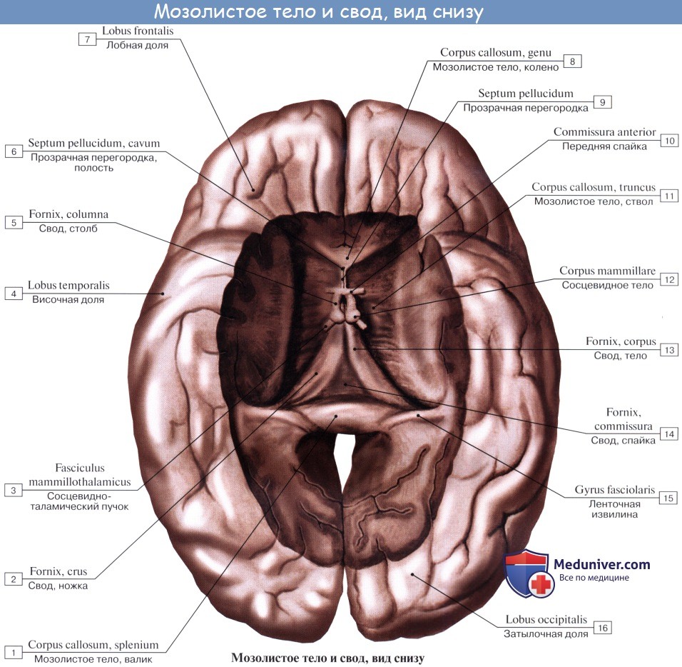 Анатомия: Мозолистое тело, corpus callosum. Свод, fornix.