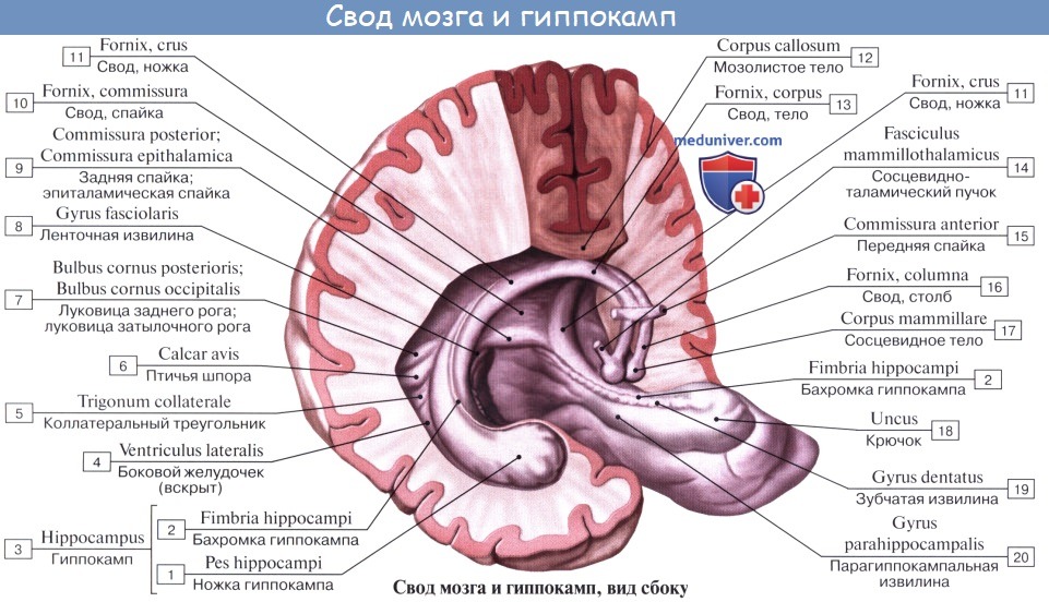 Анатомия: Гиппокамп, hippocampus.