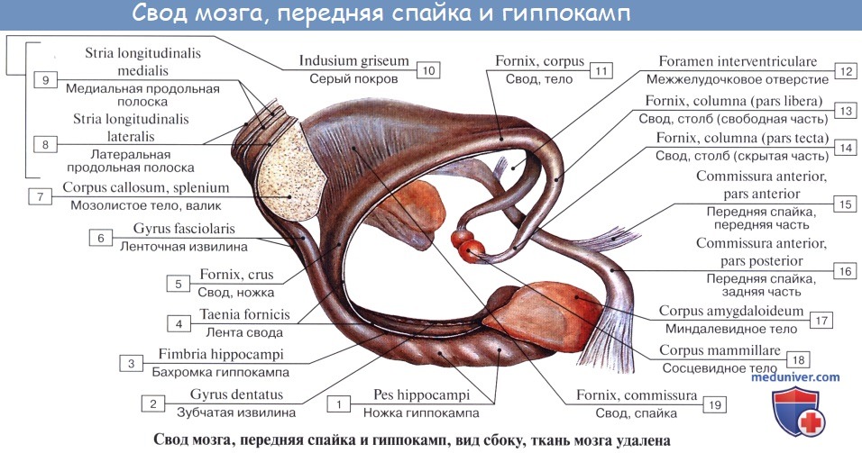 Анатомия: Гиппокамп, hippocampus.