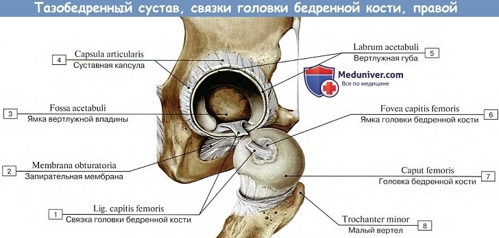 Анатомия: Тазобедренный сустав
