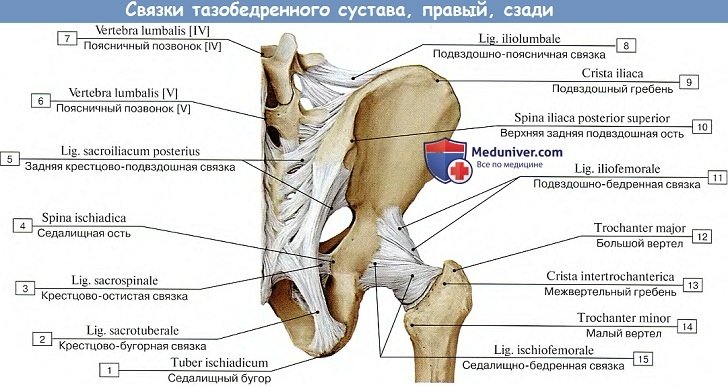 Анатомия: Связки тазобедренного сустава