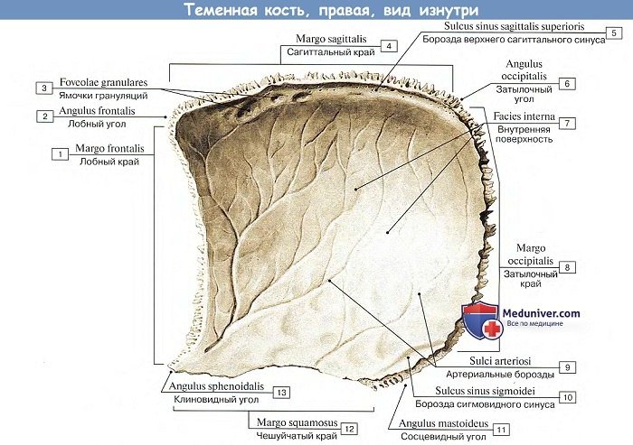 Анатомия: Теменная кость, вид изнутри