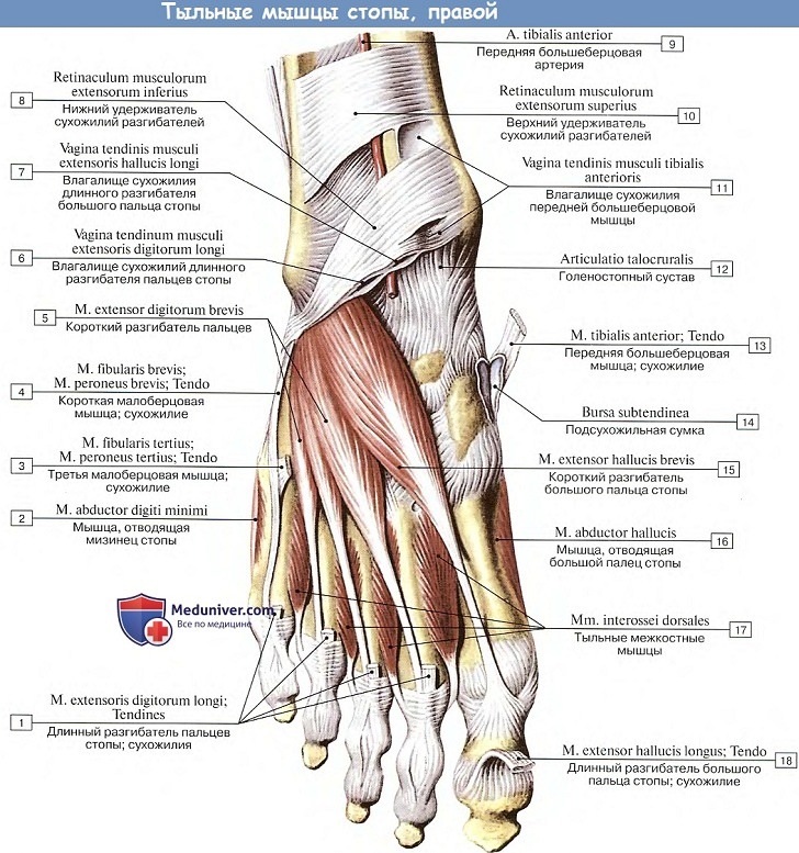 Анатомия: Тыльные мышцы стопы