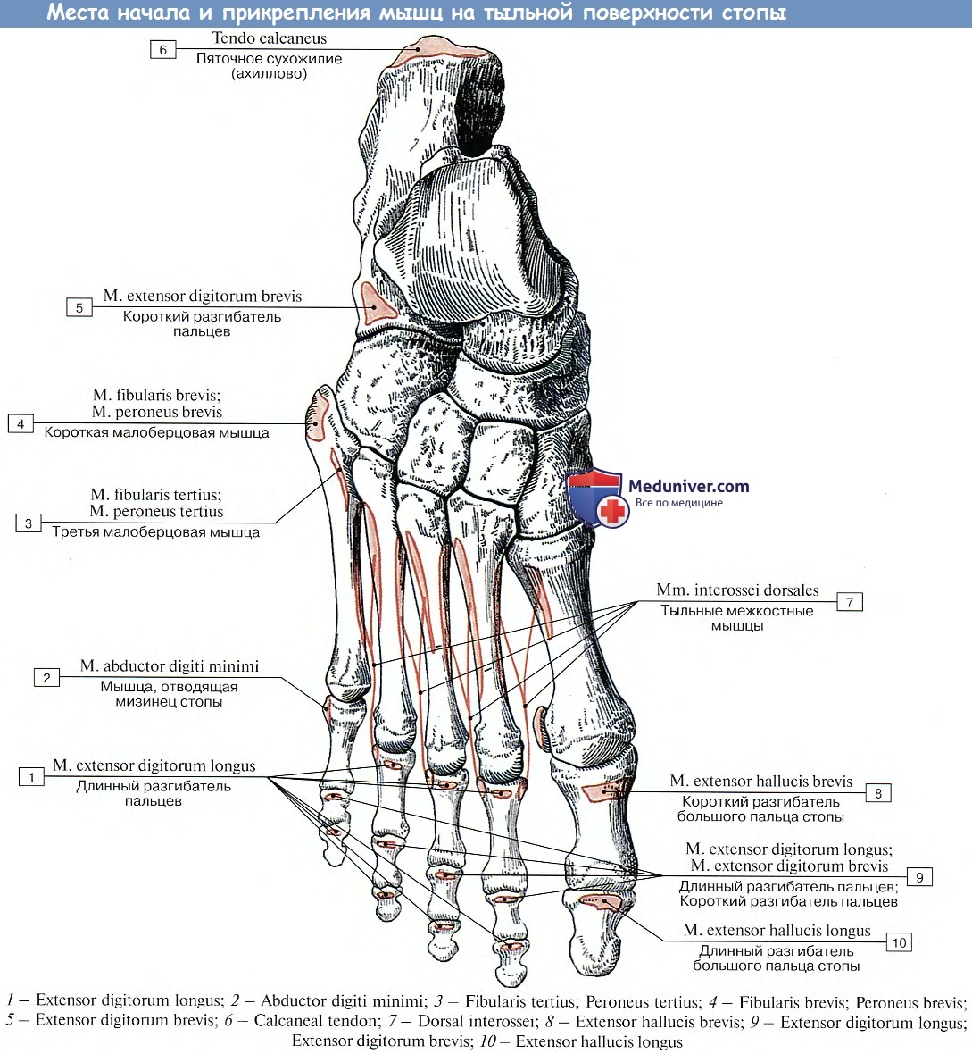 Строение стопы анатомия