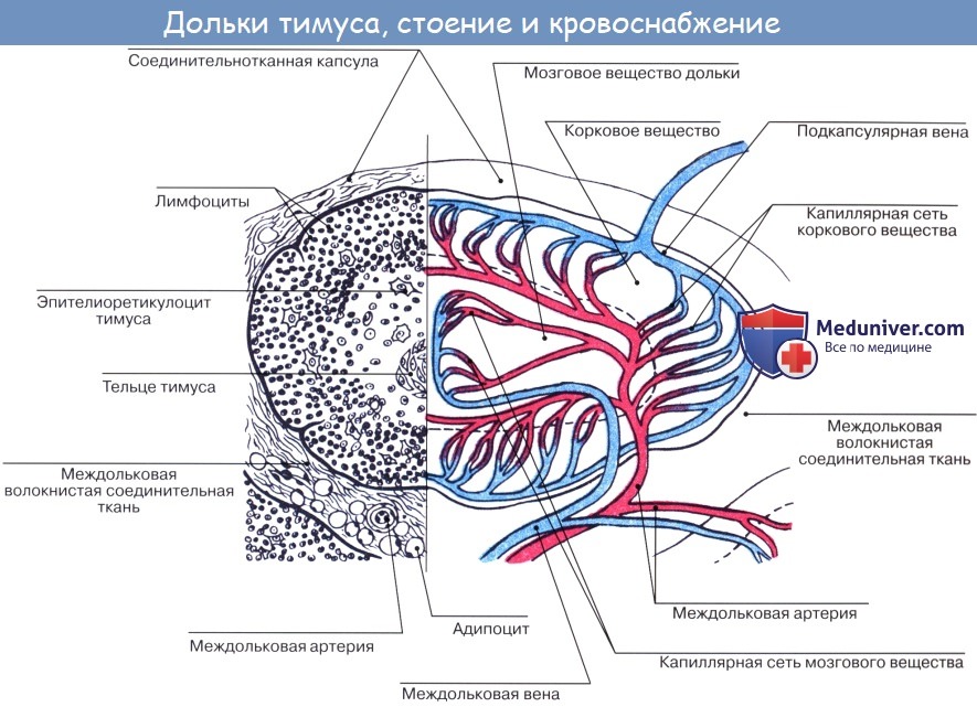 Анатомия: Вилочковая железа. Тимус. Топография вилочковой железы. Строение вилочковой железы (тимуса)
