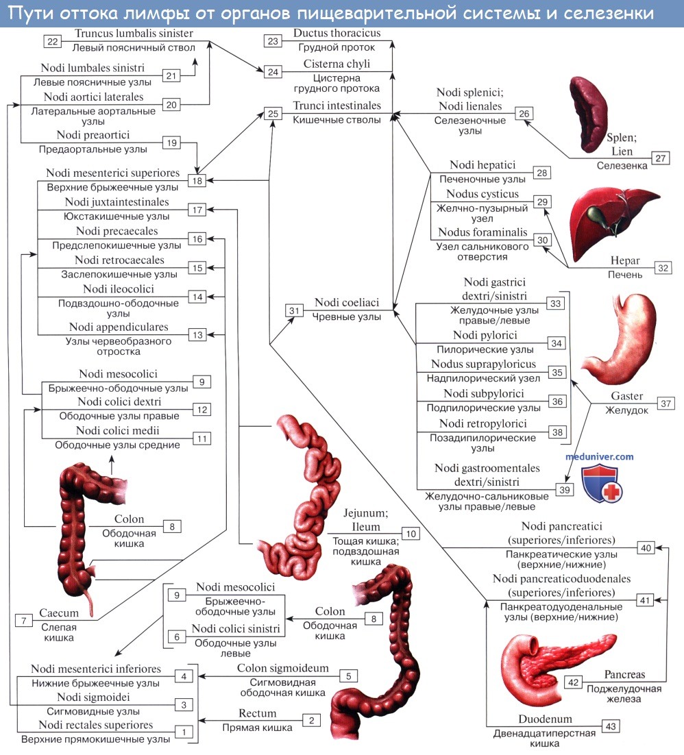 Анатомия человека: Лимфатические узлы поджелудочной железы
