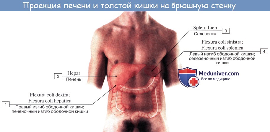 Анатомия человека: Толстая кишка. Строение толстой кишки. Стенки толстой кишки