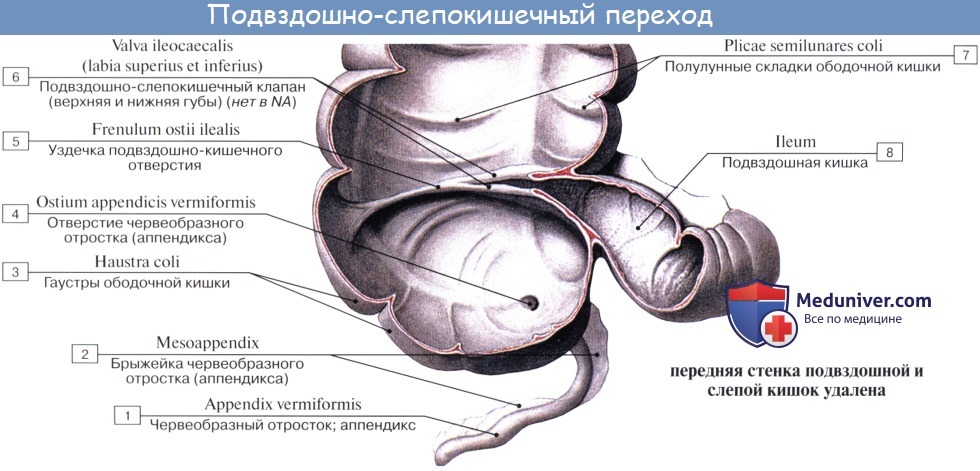 Анатомия человека: Толстая кишка. Строение толстой кишки. Стенки толстой кишки
