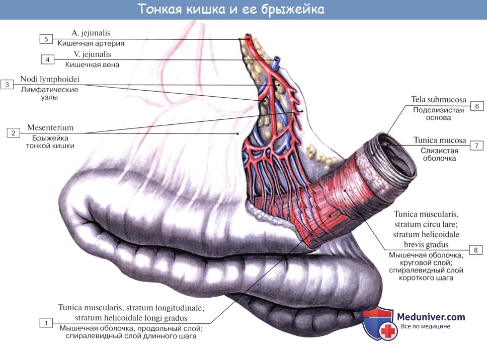 Анатомия тонкой кишки: Тощая и подвздошная кишка. Строение тощей и подвздошной кишки