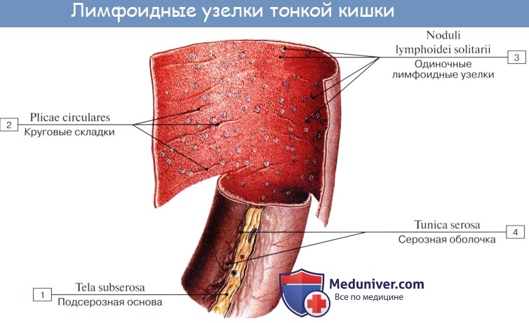 Анатомия тонкой кишки: Тощая и подвздошная кишка. Строение тощей и подвздошной кишки