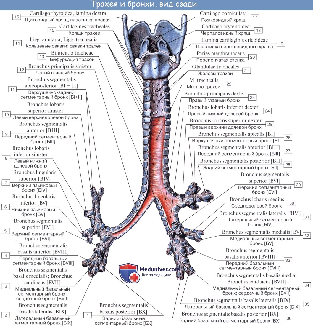 Анатомия человека: Трахея. Топография трахеи. Строение трахеи. Хрящи трахеи