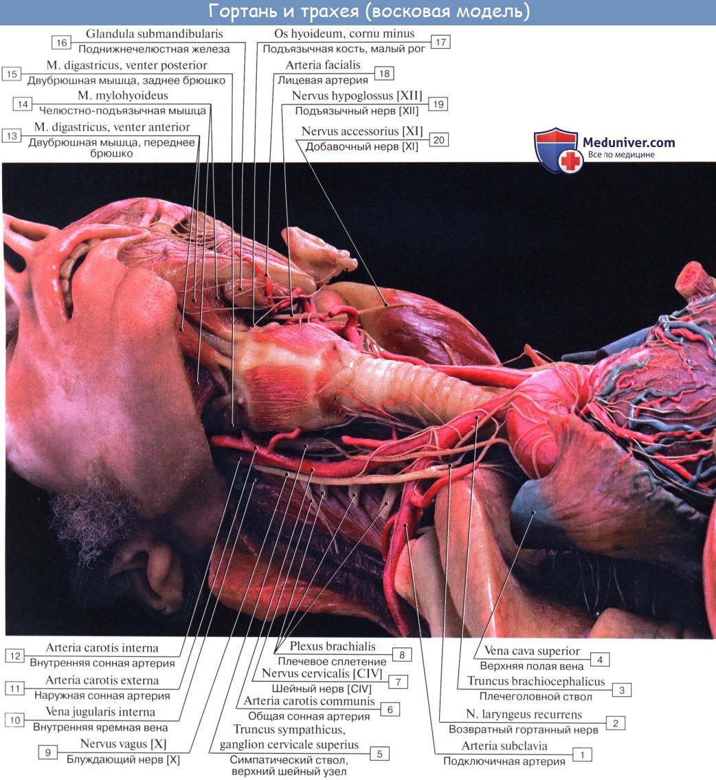Анатомия человека: Кровоснабжение трахеи. Иннервация трахеи. Сосуды и нервы трахеи