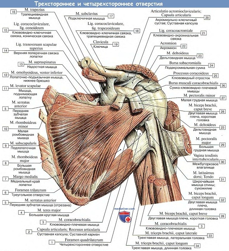Анатомия: Трехстороннее и четырехстороннее отверстия
