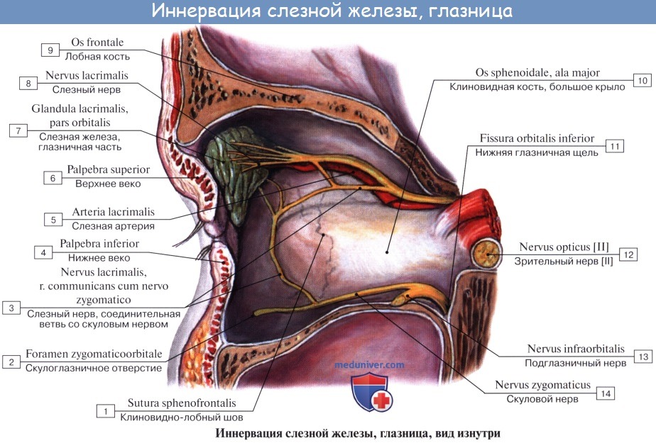Анатомия: Иннервация желез. Иннервация слезной и слюных желез