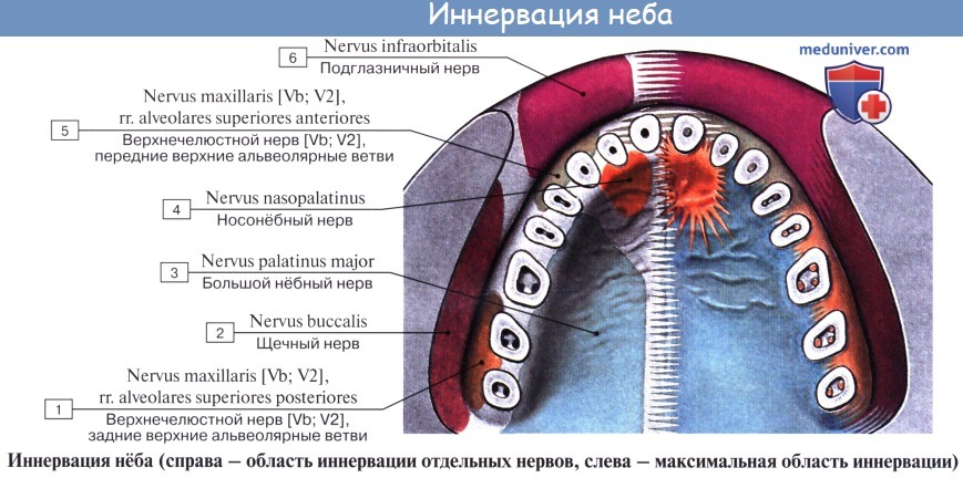 Анатомия: Тройничный нерв ( V пара ), n. trigeminus. Пятая пара черепных нервов. Тройничный узел, ganglion trigeminale