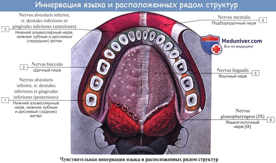 Анатомия: Тройничный нерв ( V пара ), n. trigeminus. Пятая пара черепных нервов. Тройничный узел, ganglion trigeminale