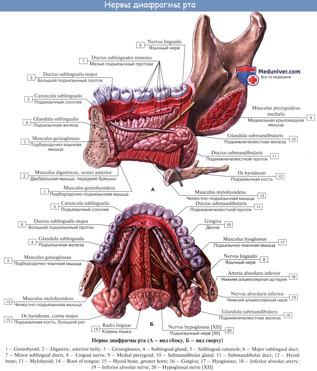 Подъязычная складка. Строение подъязычной железы анатомия. Большой подъязычный проток (Ductus sublingualis Major). Подъязычное пространство человека. Подъязычные складки строение.