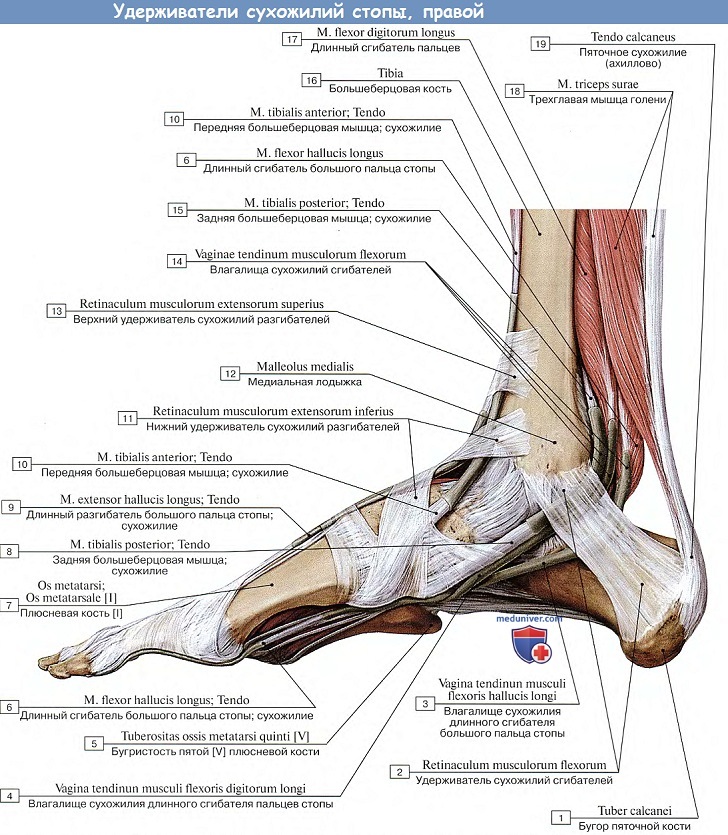 Анатомия: Удерживатели сухожилий стопы
