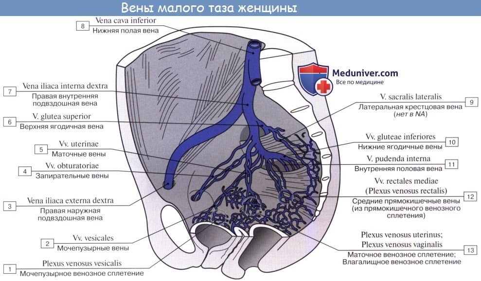 Анатомия: Внутренняя подвздошная вена, v. iliaca interna