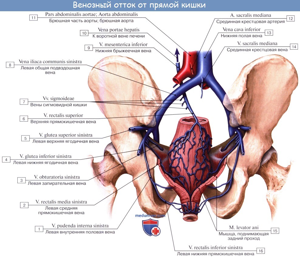 Анатомия: Внутренняя подвздошная вена, v. iliaca interna