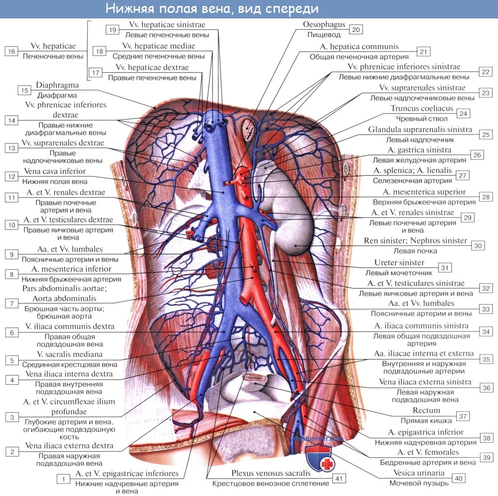 Анатомия: Система нижней полой вены. Нижняя полая вена, v. cava inferior