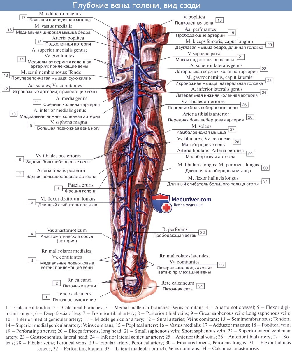 Анатомия вен ноги. Задняя большеберцовая артерия схема. Большеберцовая и малоберцовая артерии. Малоберцовая артерия (a. Fibularis):. Подколенная артерия анатомия ветви.