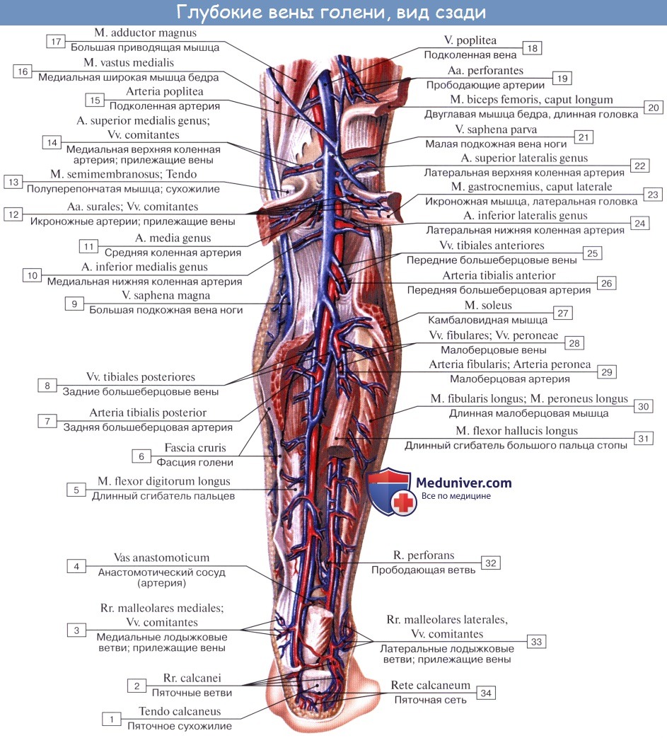 Анатомия: Вены нижней конечности (ноги). Глубокие и поверхностные вены ноги