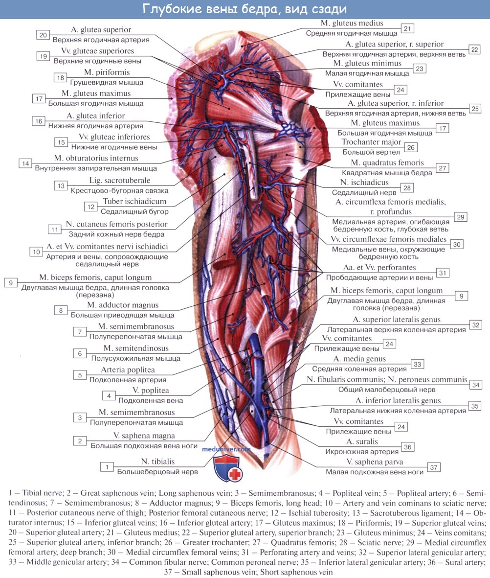 Внутренняя вена латынь. Бедренная артерия и Вена анатомия. Вены тазобедренного сустава анатомия. Бедренная Вена и глубокая Вена бедра. Сосуды и вены нижних конечностей анатомия.