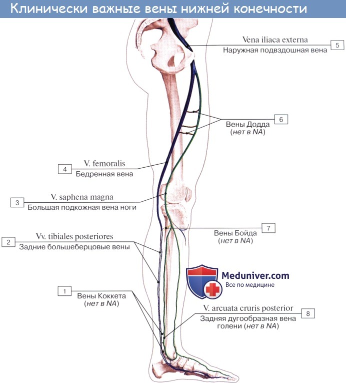 Анатомия: Вены нижней конечности (ноги). Глубокие и поверхностные вены ноги