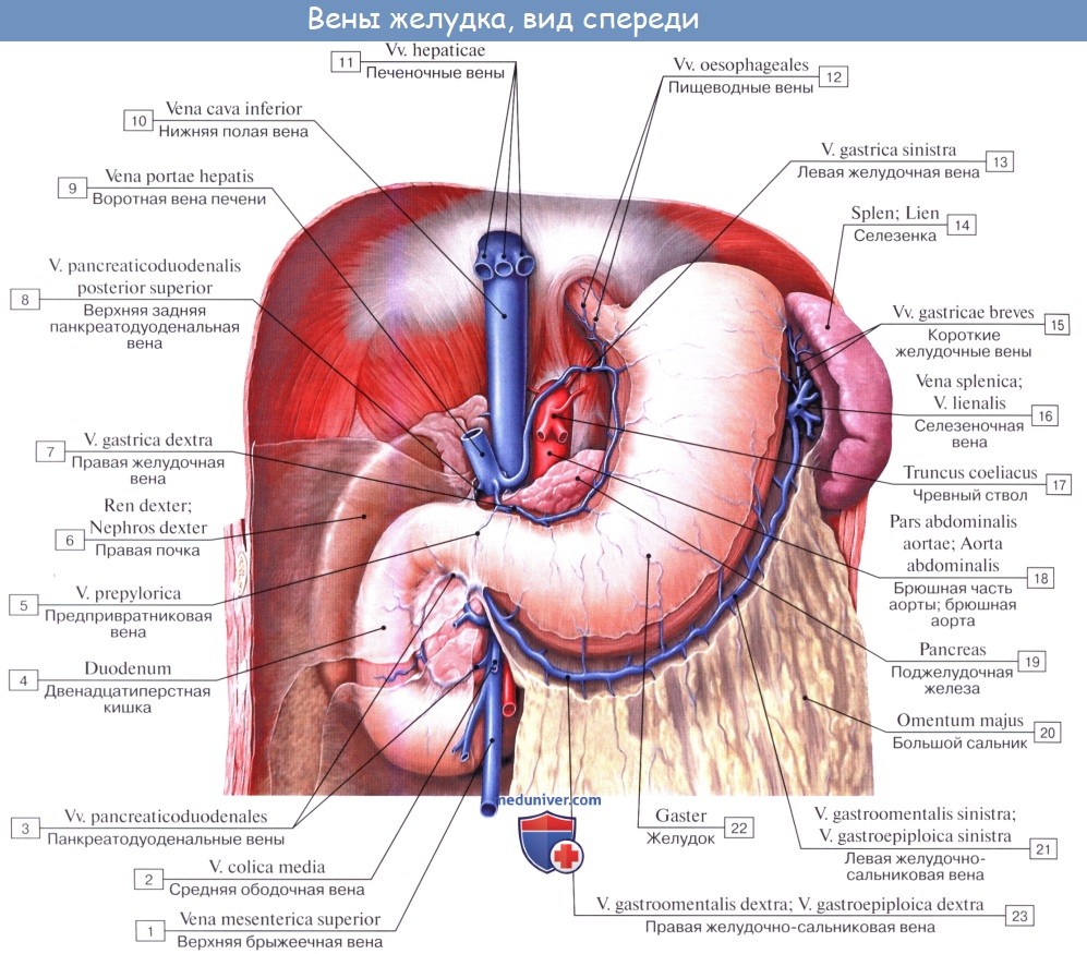 Анатомия: Воротная вена, v. portae. Вены образующие воротную вену