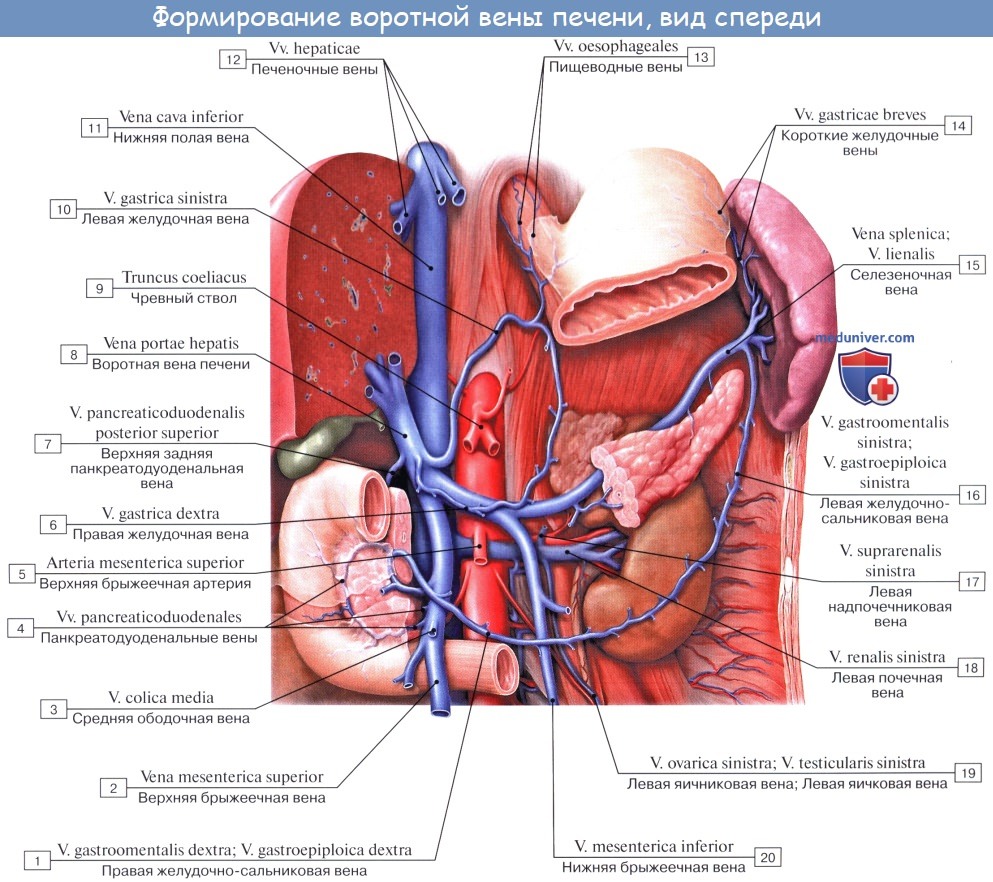 Анатомия: Воротная вена, v. portae. Вены образующие воротную вену