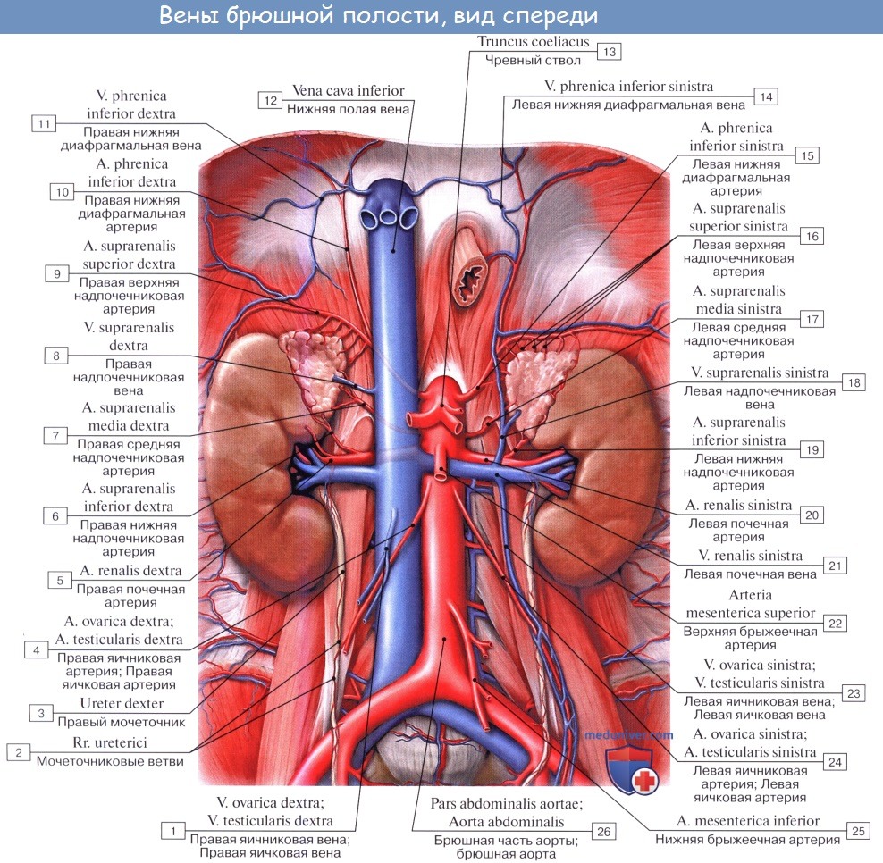 Анатомия: Система нижней полой вены. Нижняя полая вена, v. cava inferior