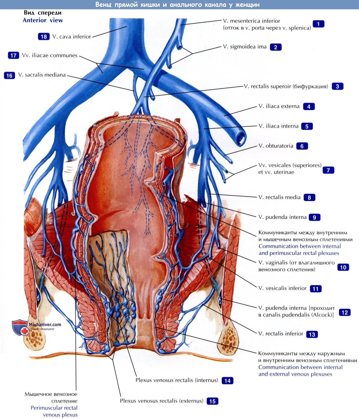 Вены прямой кишки и анального канала у женщин - по атласу анатомии