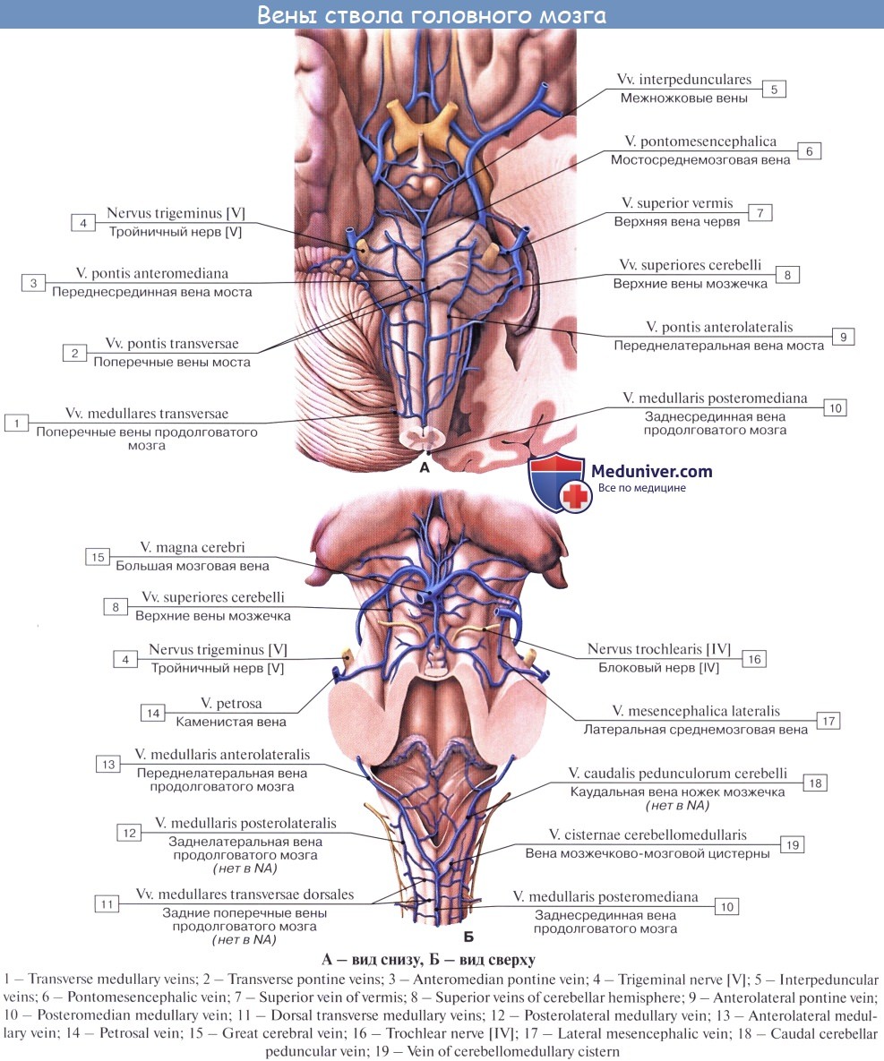 Верхние вены мозга. Венозная система головного мозга анатомия. Поверхностные и глубокие вены мозга. Мостиковая Вена анатомия мозг.