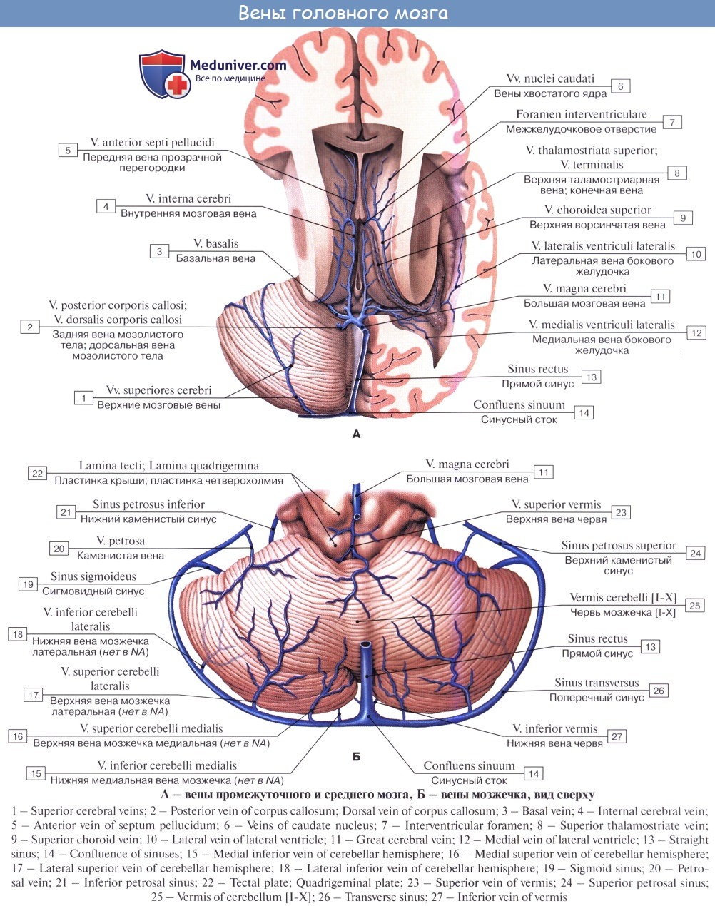 Верхние вены мозга. Вены мозжечка анатомия. Поверхностная средняя мозговая Вена. Поверхностные вены полушарий большого мозга. Кровоснабжение головного мозга схема вены.
