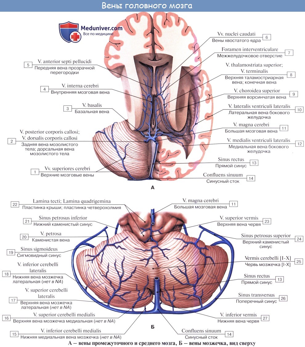 Анатомия: Вены большого мозга. Отток из головного мозга