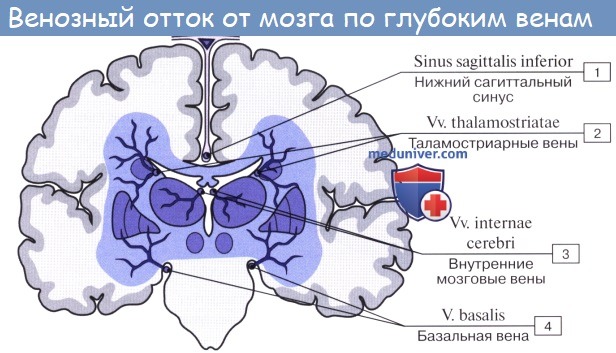 Анатомия: Вены большого мозга. Отток из головного мозга