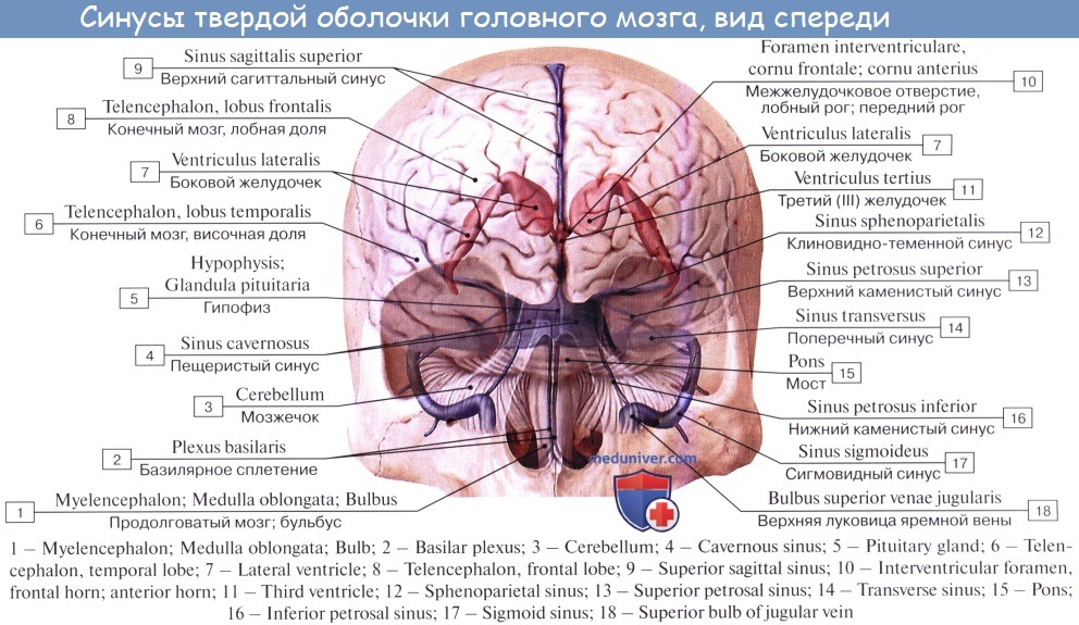 Верхние вены мозга. Пещеристый синус твердой мозговой оболочки. Верхний Сагиттальный синус твердой мозговой. Поперечный синус твердой мозговой оболочки. Венозные синусы твердой мозговой оболочки.