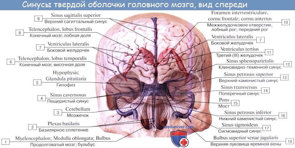 Анатомия: Пещеристый синус, sinus cavernosus. Клиновидный синус, sinus sphenoparietalis. Верхний и нижний каменистые синусы