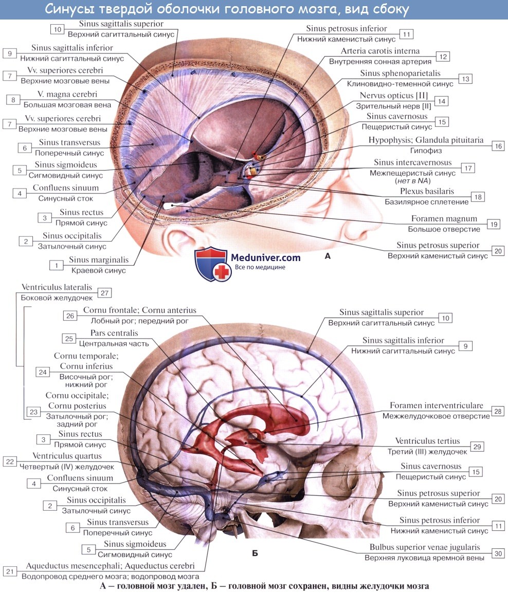 Анатомия: Верхний сагитальный синус. Затылочный синус, sinus occipitalis. Сток синусов, confluens sinuum. Венозное кольцо